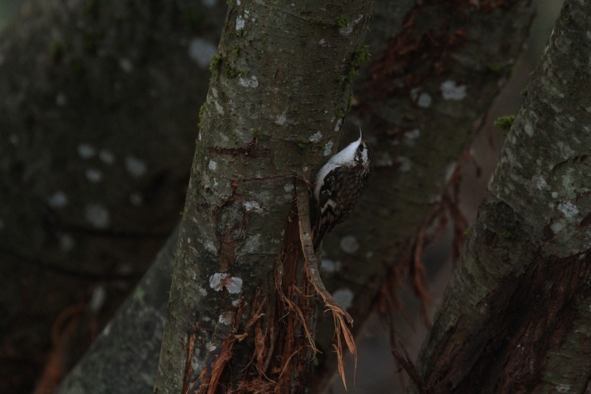 Brown Creeper - ML646137116