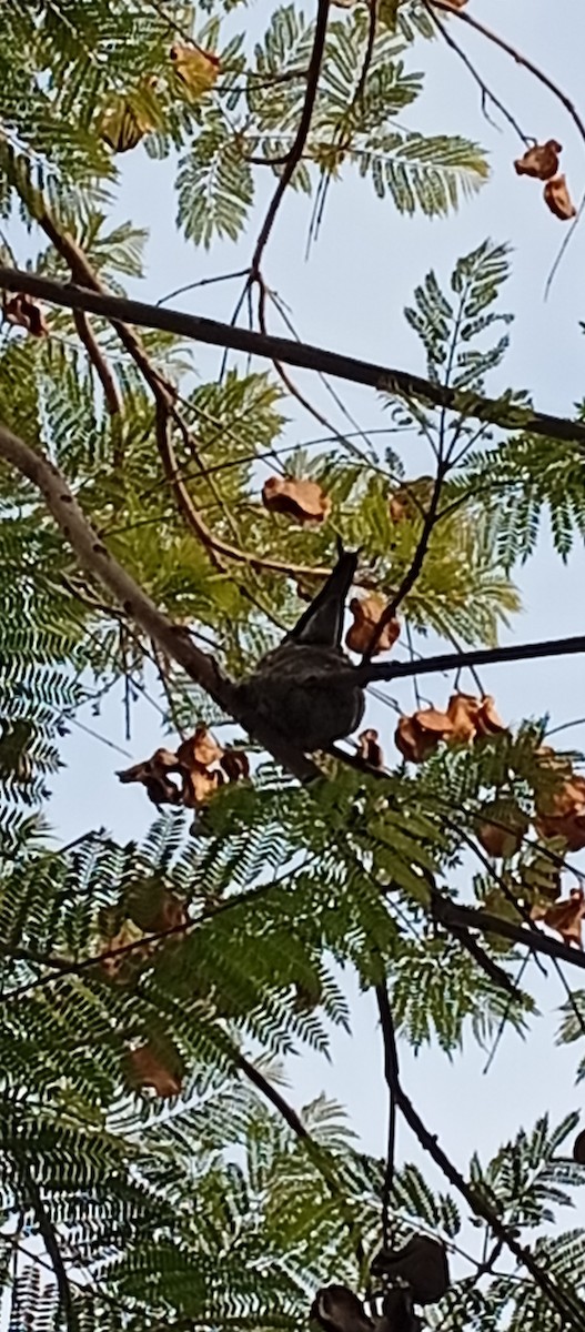 Giant Hummingbird - ML646137136