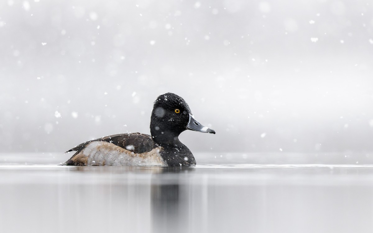 Ring-necked Duck - ML646137138