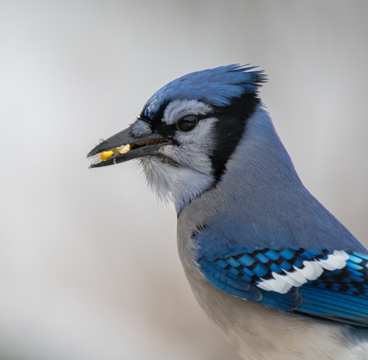 Blue Jay - ML646137145