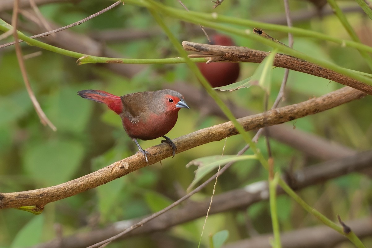 Mali Firefinch - ML646137148