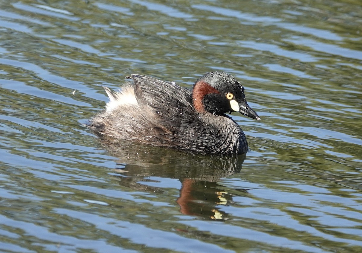 Australasian Grebe - ML646137149
