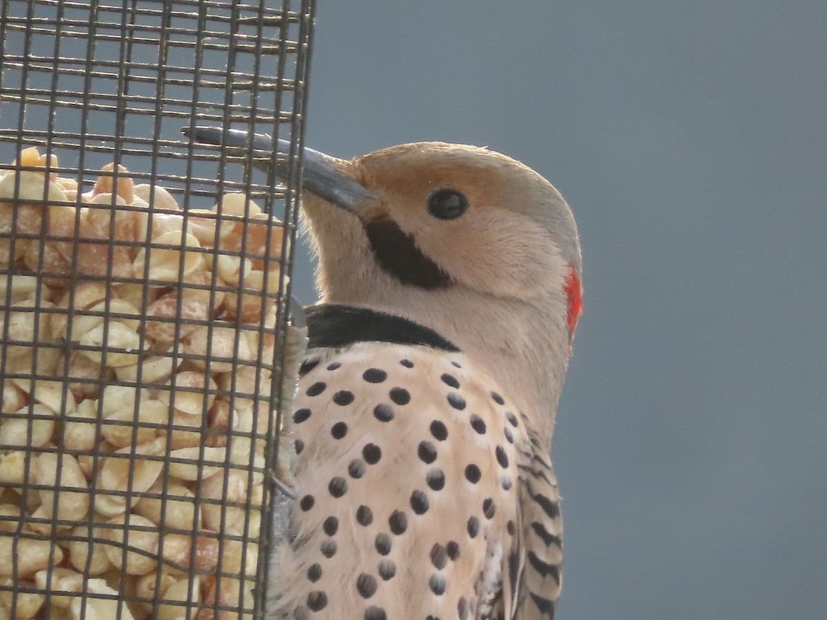 Northern Flicker - ML646137188