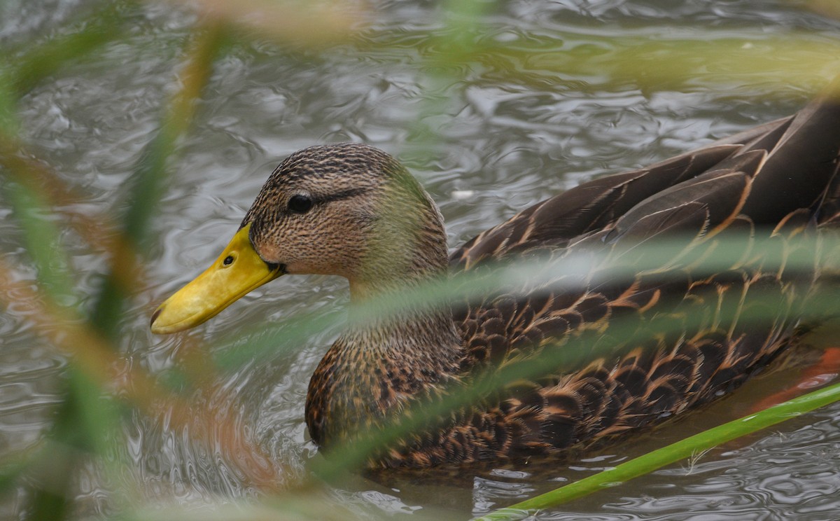 Mottled Duck (Gulf Coast) - ML646137194