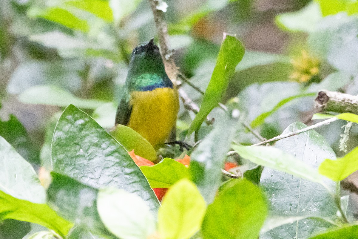 Collared Sunbird - ML646137197