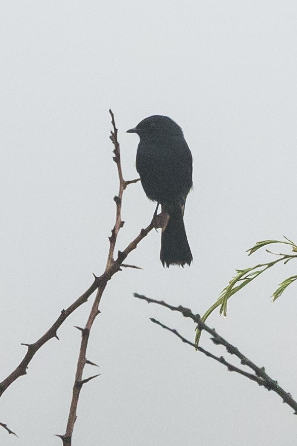 Southern Black-Flycatcher - ML646137199
