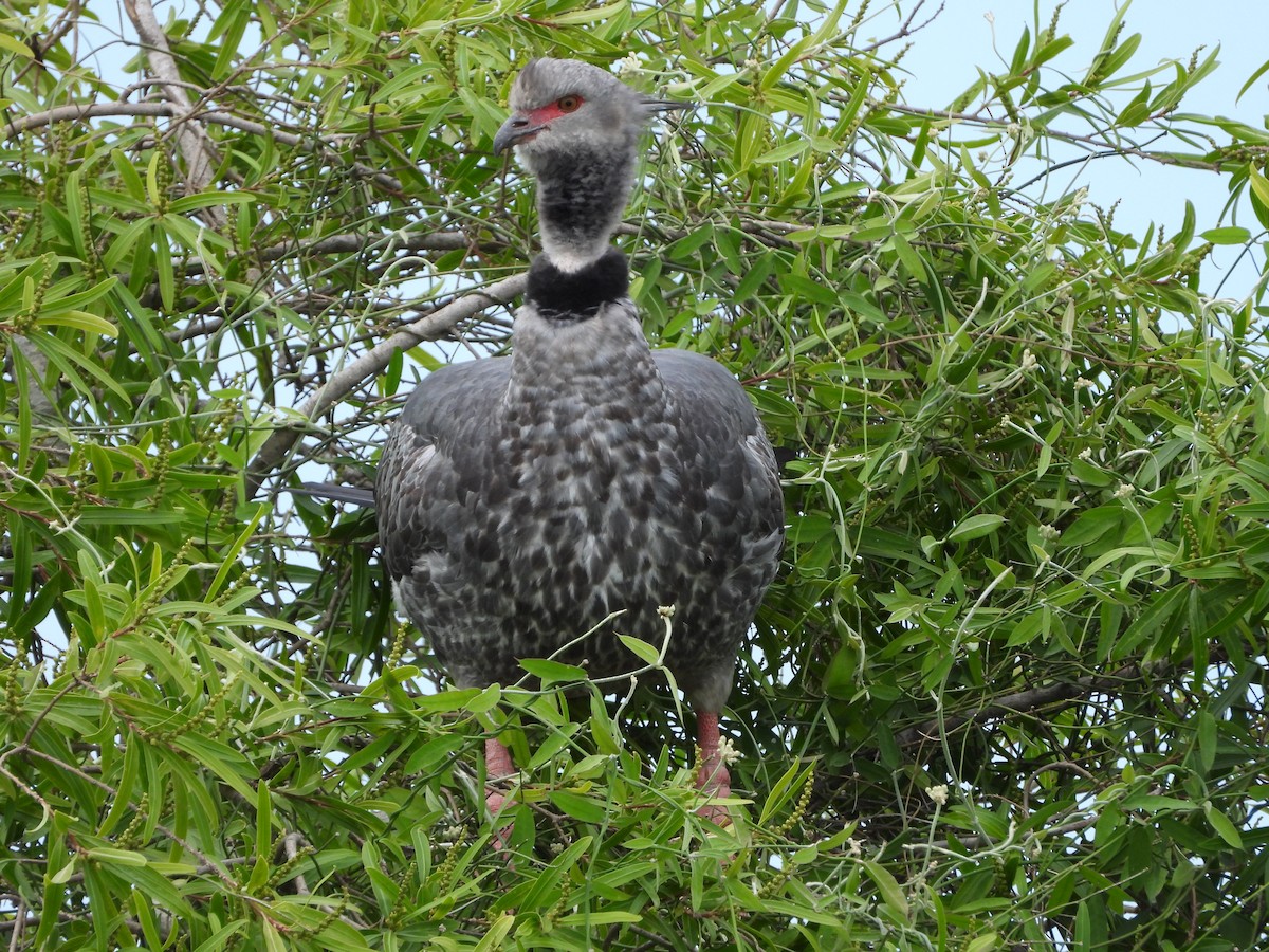 Southern Screamer - ML646137200