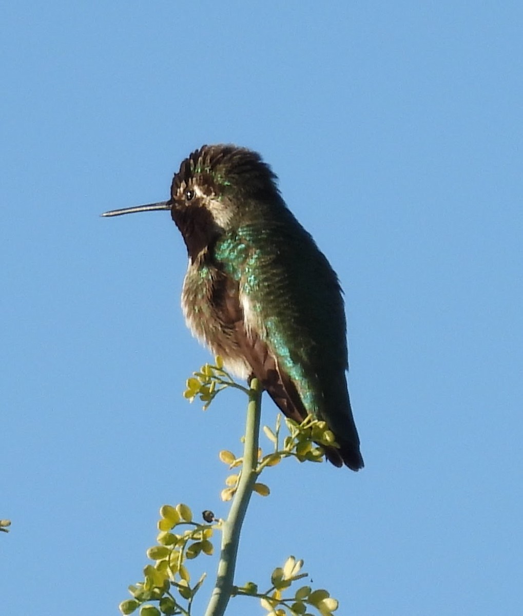 Anna's Hummingbird - ML646137201