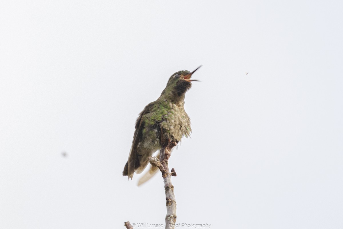 Tyrian Metaltail - ML646137207