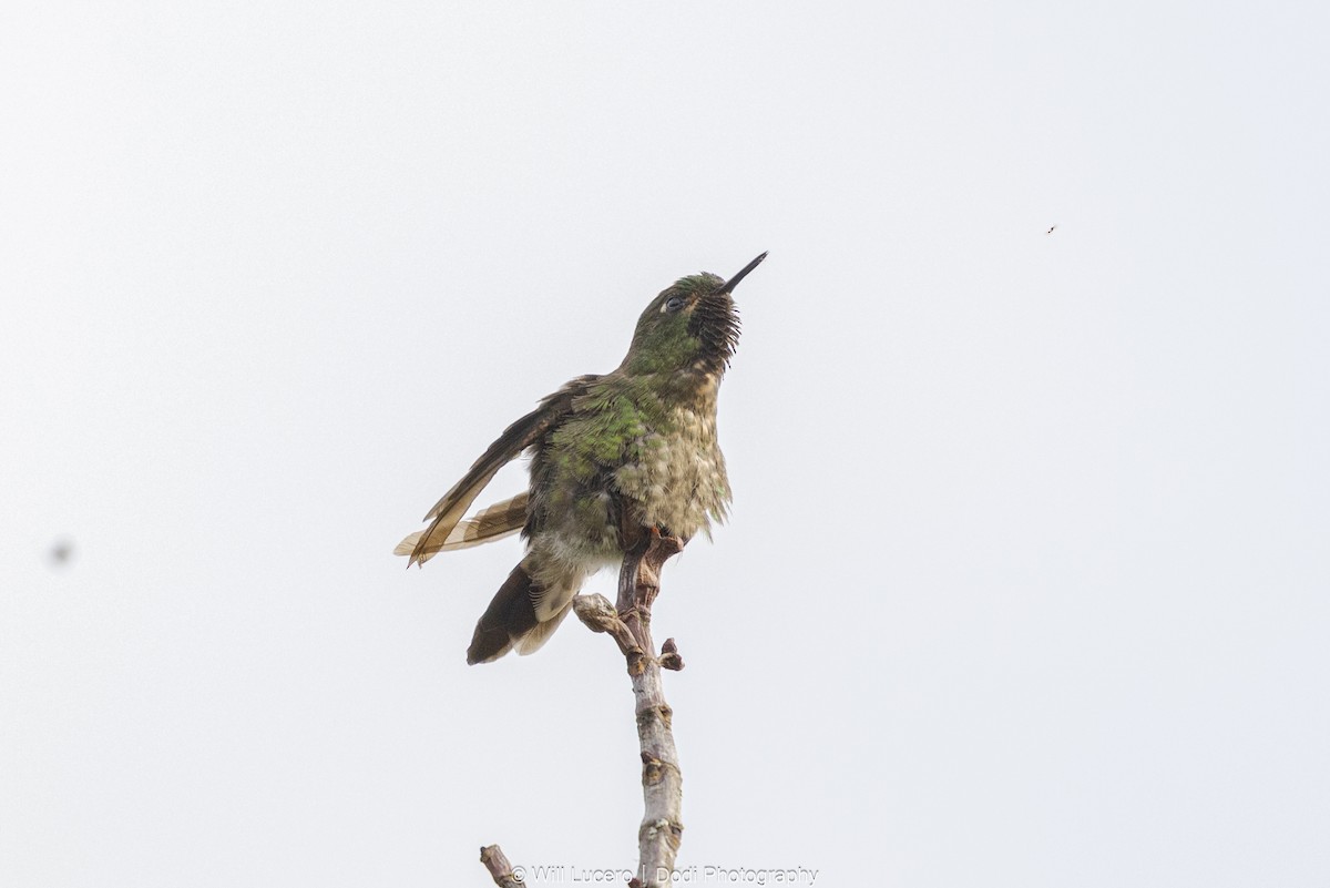 Tyrian Metaltail - ML646137208