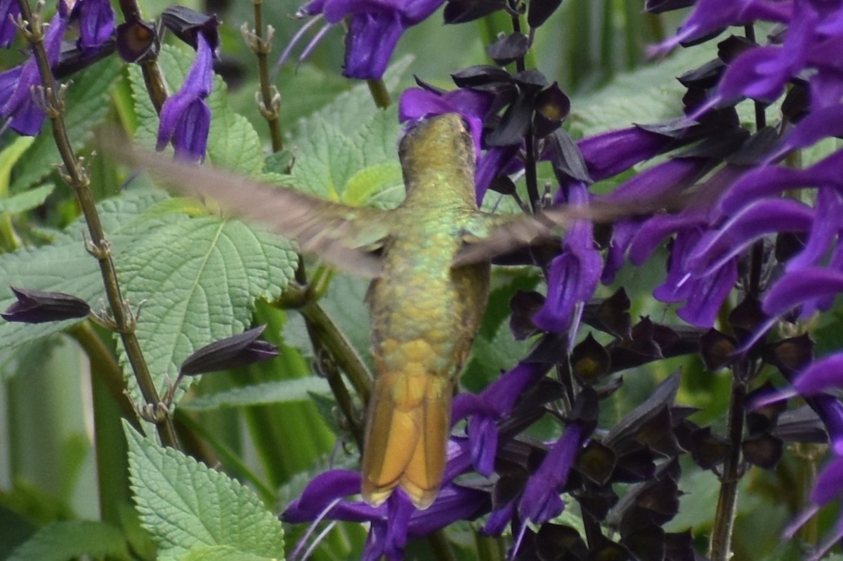 Gilded Hummingbird - ML646137210