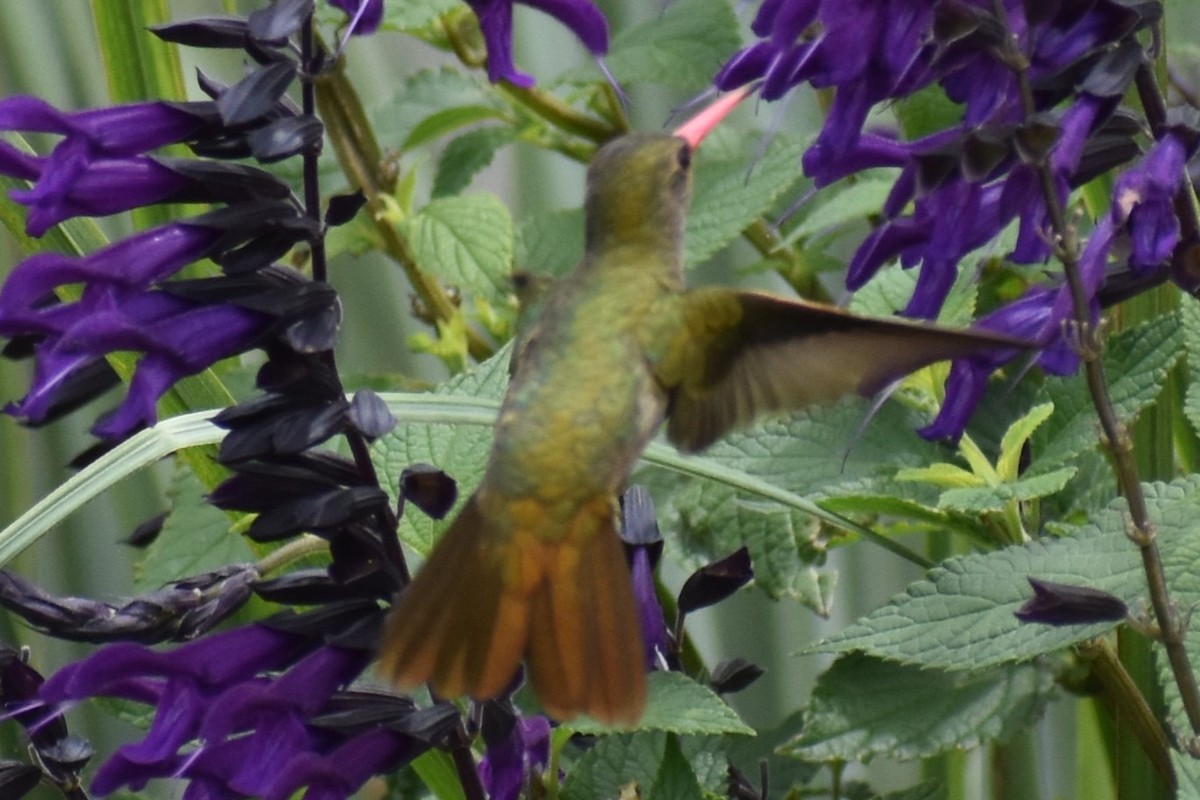Gilded Hummingbird - ML646137211