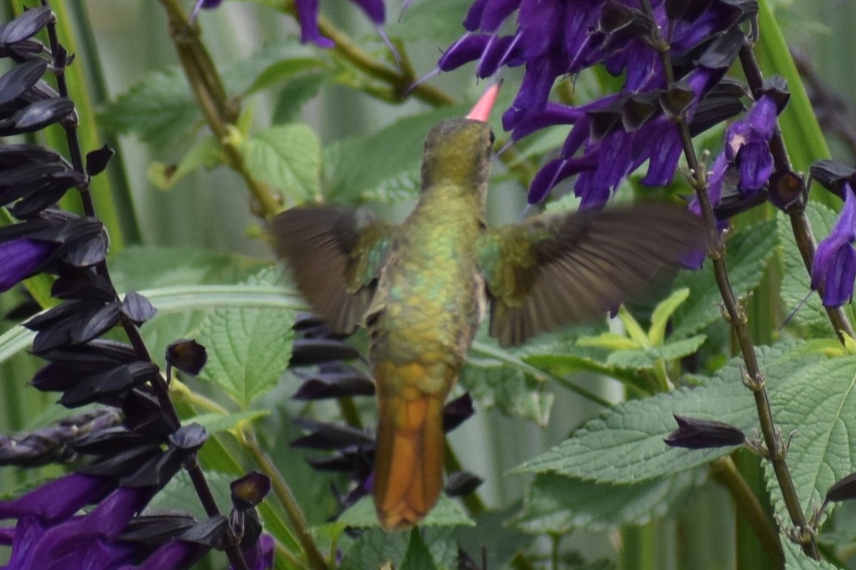 Gilded Hummingbird - ML646137212