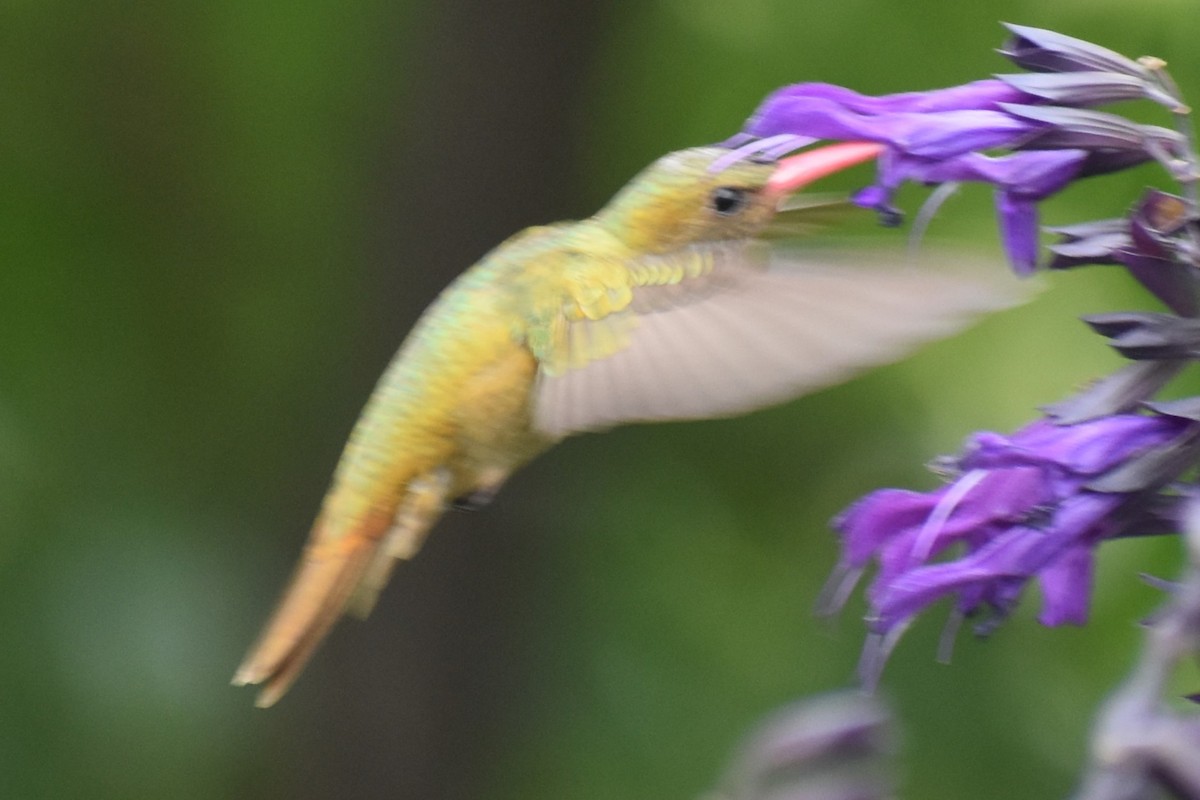 Gilded Hummingbird - ML646137213