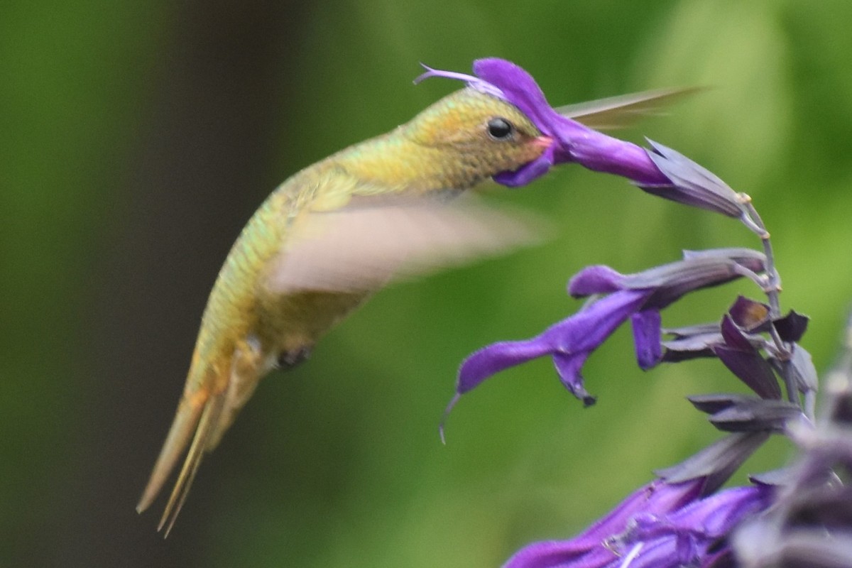 Gilded Hummingbird - ML646137214