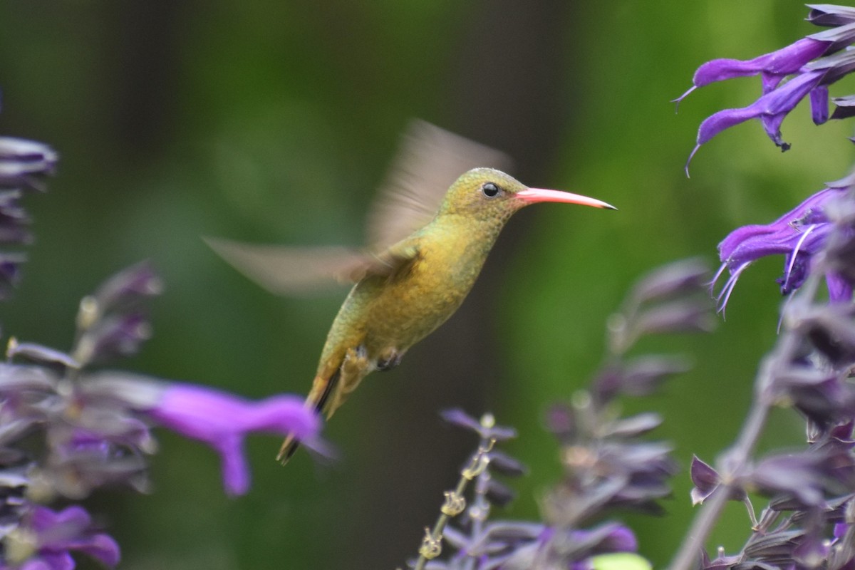 Gilded Hummingbird - ML646137215