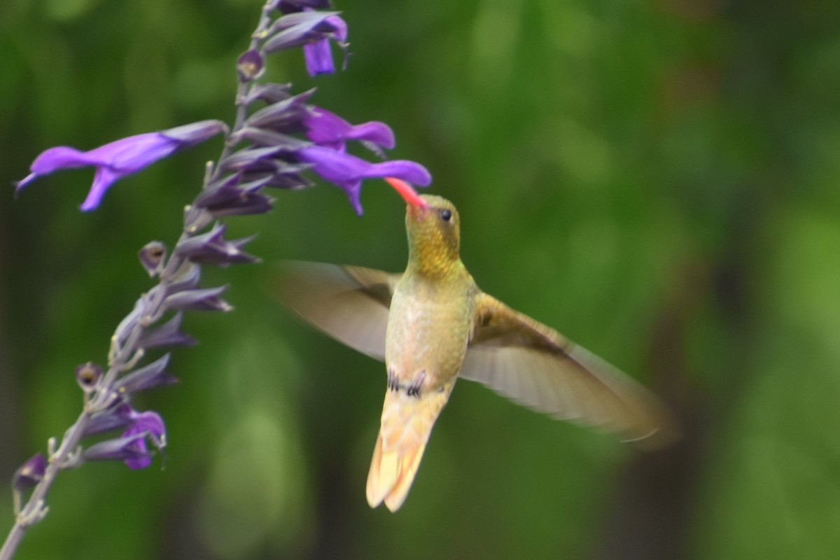 Gilded Hummingbird - ML646137216