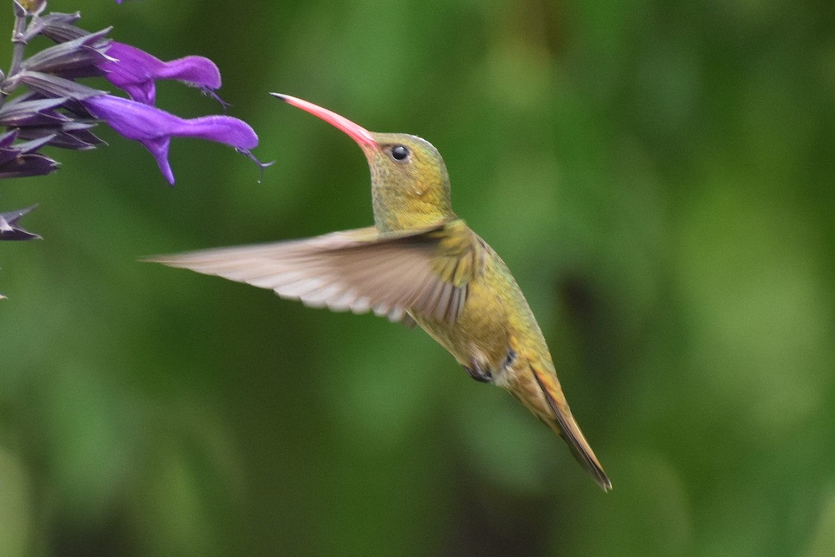Gilded Hummingbird - ML646137217