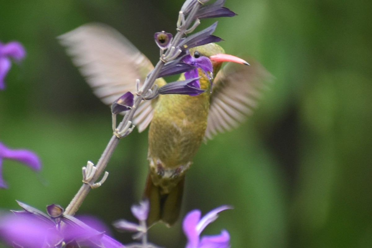 Gilded Hummingbird - ML646137218
