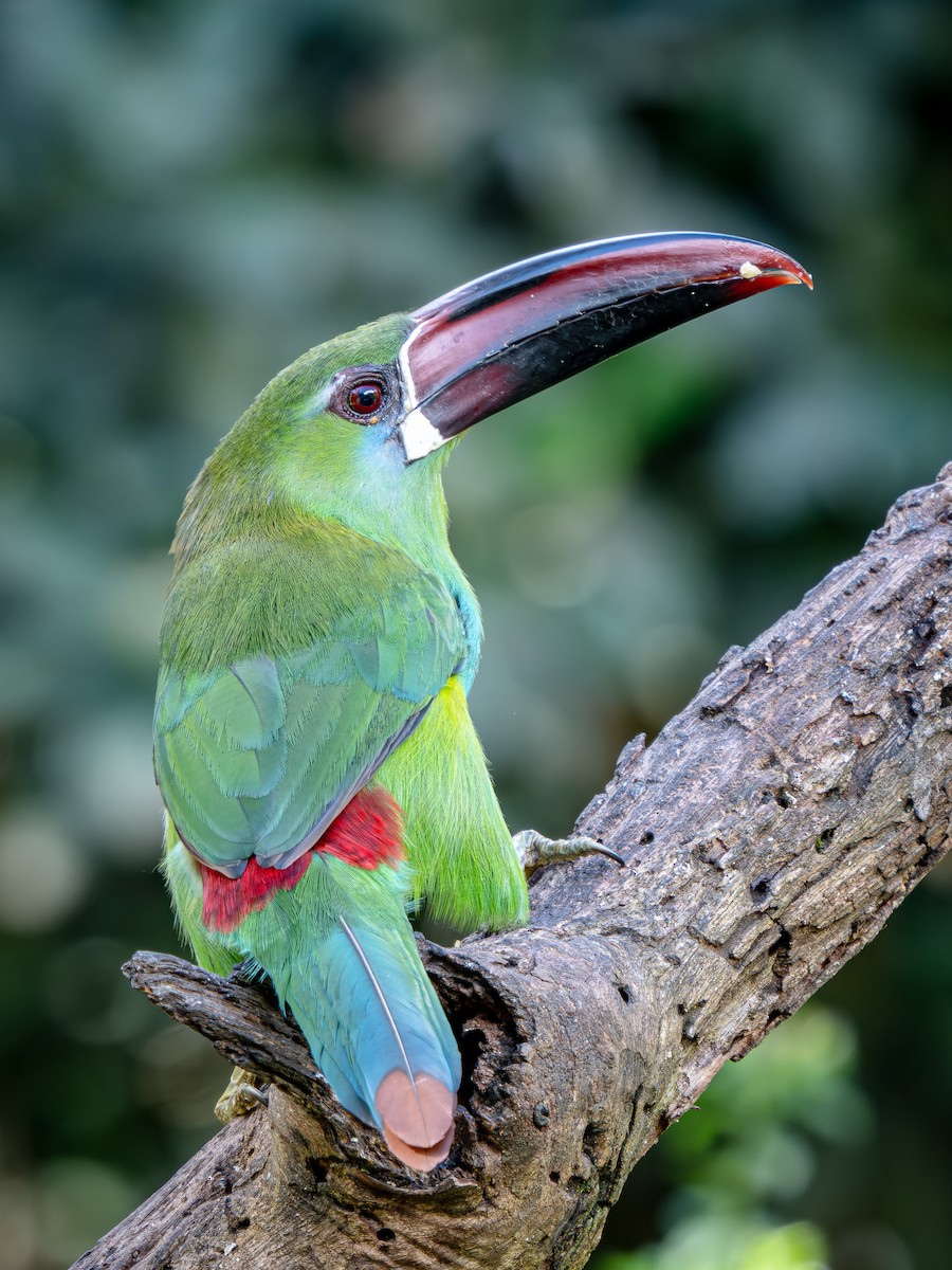 Crimson-rumped Toucanet - ML646137219