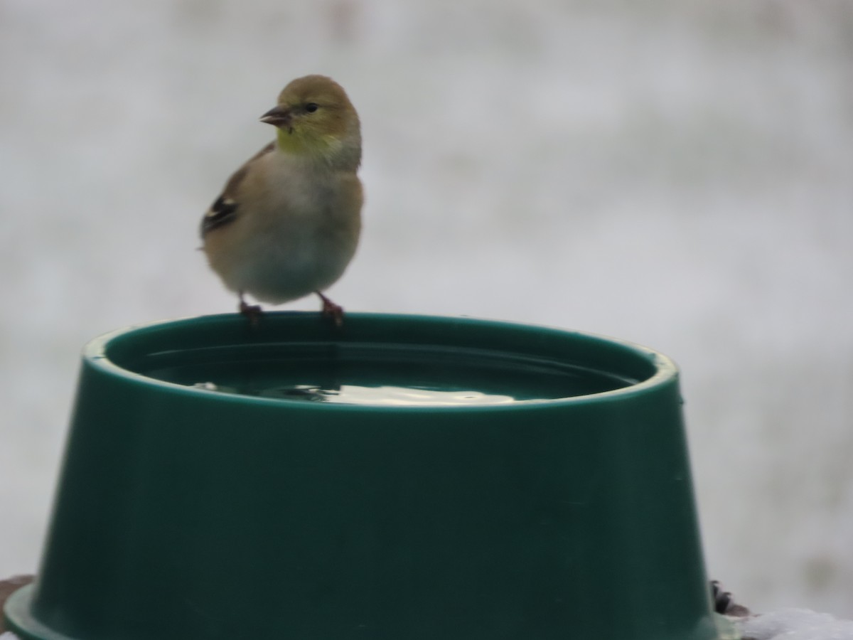 American Goldfinch - ML646137221