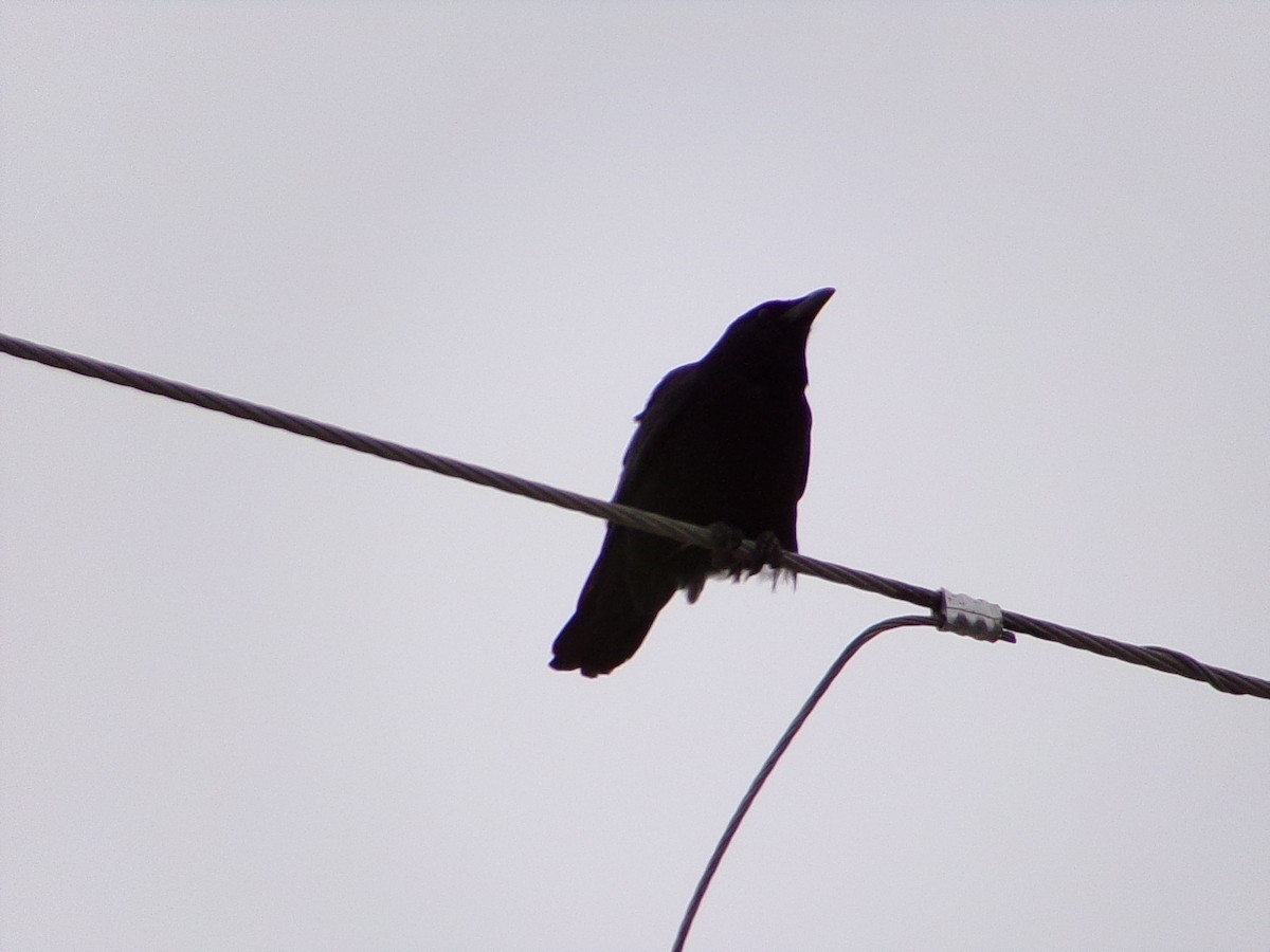 American Crow - ML646137222