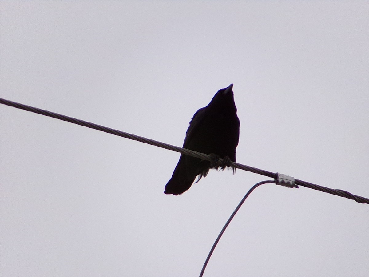 American Crow - ML646137224