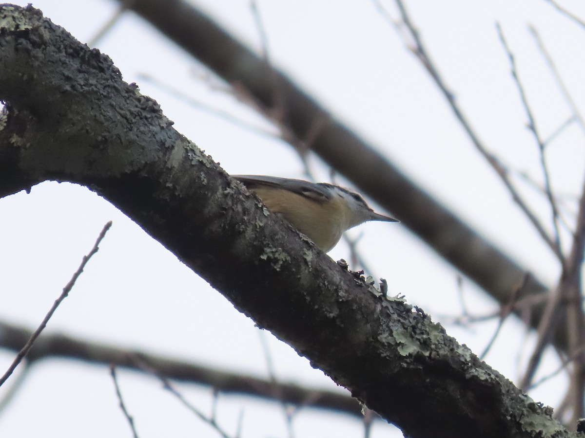 Red-breasted Nuthatch - ML646137226