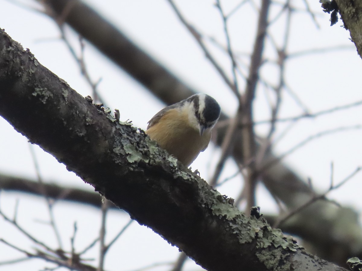 Red-breasted Nuthatch - ML646137227
