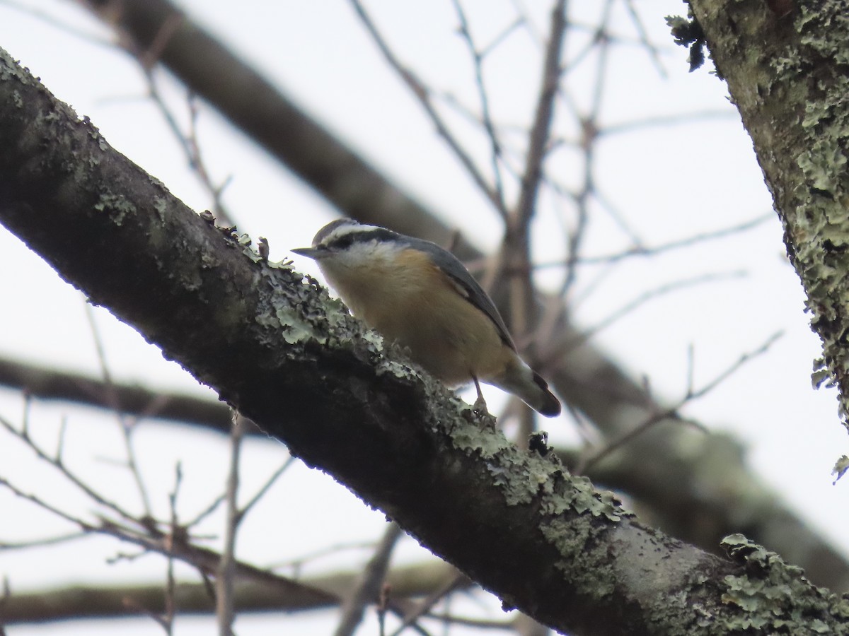 Red-breasted Nuthatch - ML646137228