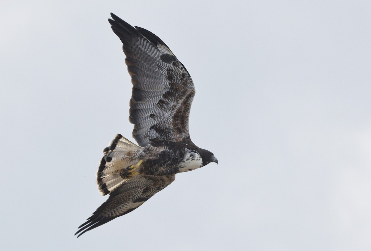 White-tailed Hawk - ML646137230