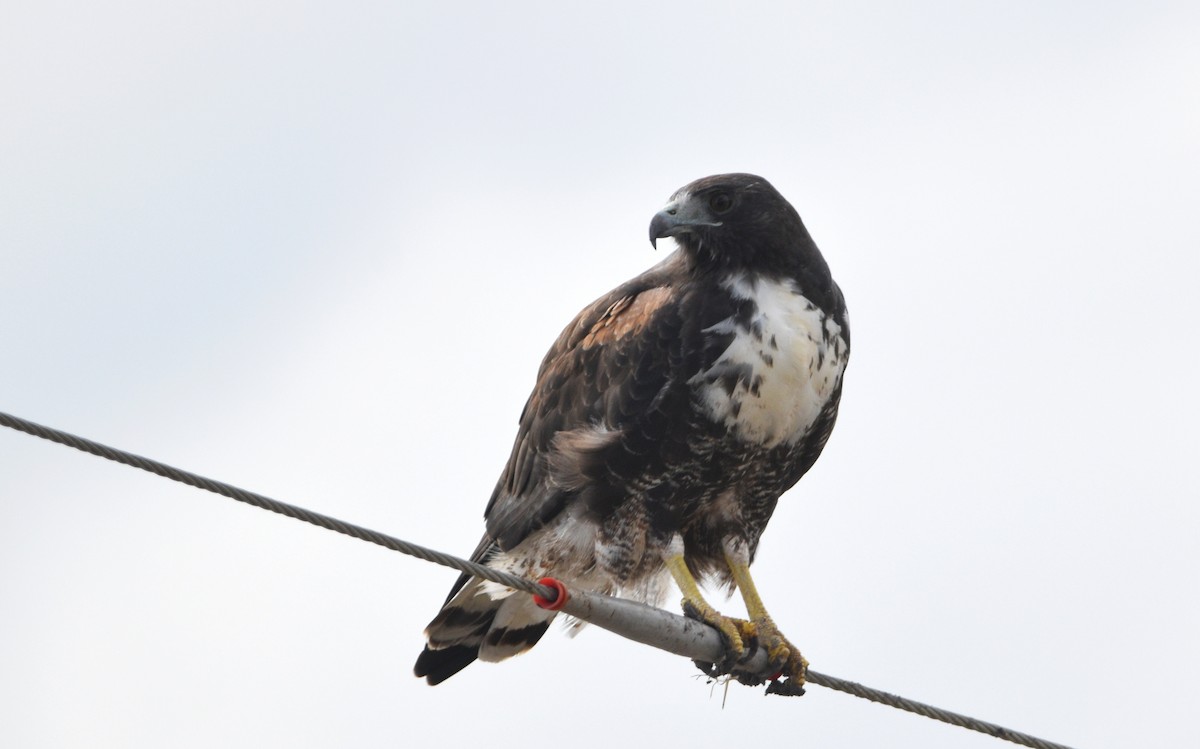 White-tailed Hawk - ML646137231