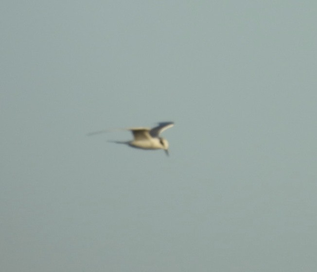 Forster's Tern - ML646137232