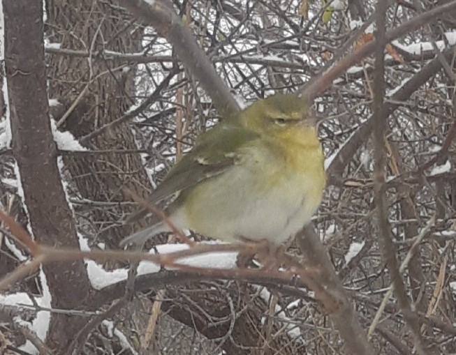 Tennessee Warbler - ML646137235