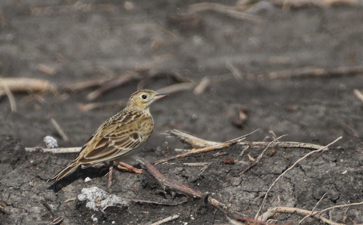 Sprague's Pipit - ML646137239