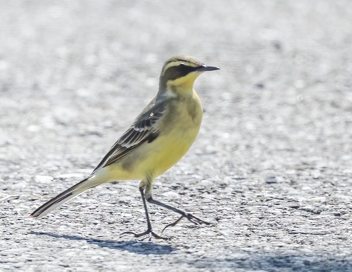 konipas východní - ML646137241