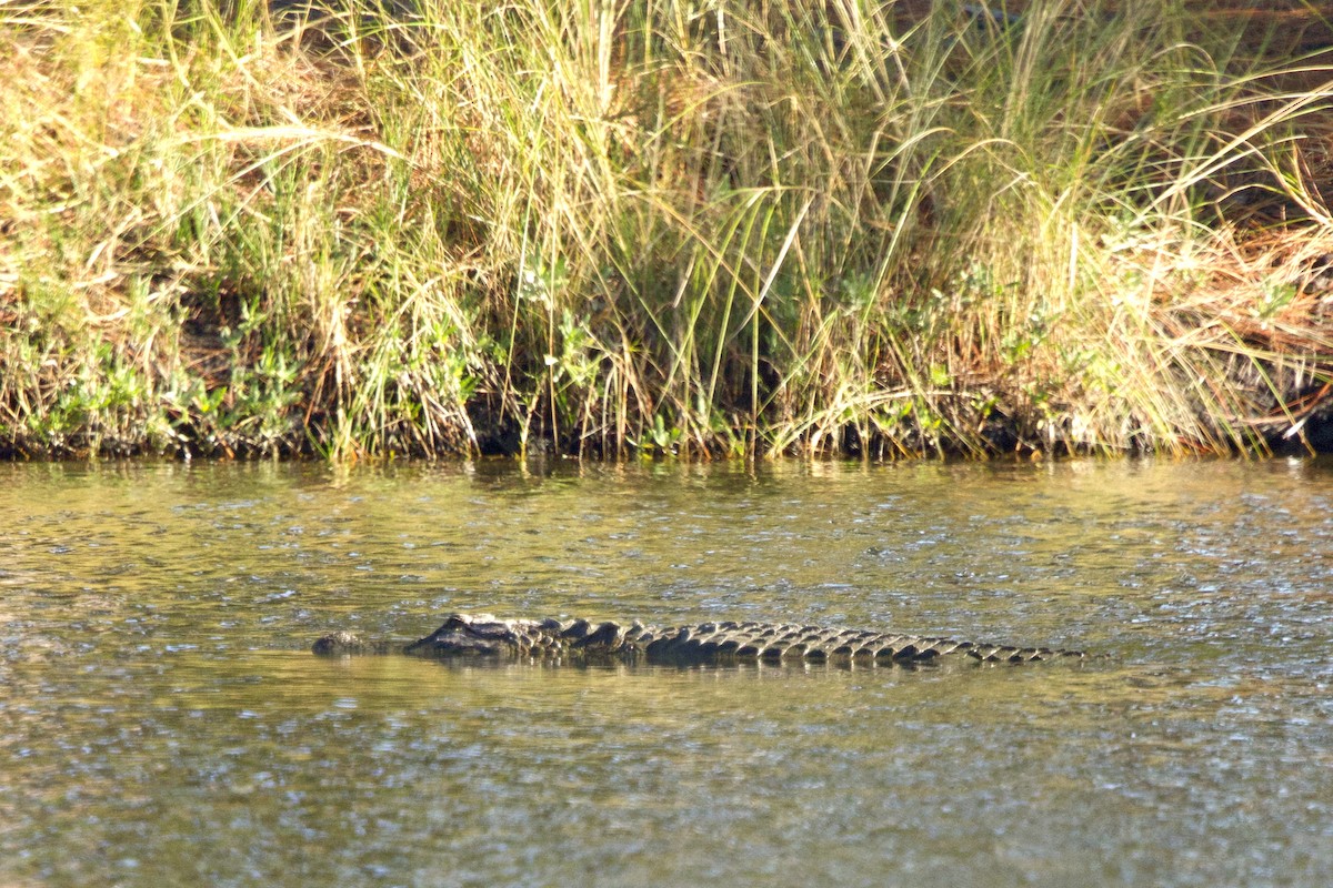 Animals - ML646137246