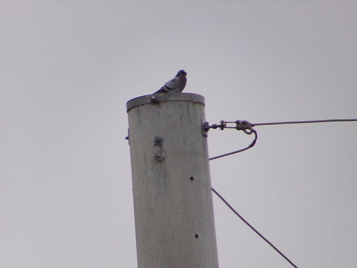 Paloma Bravía (variedad doméstica) - ML646137254