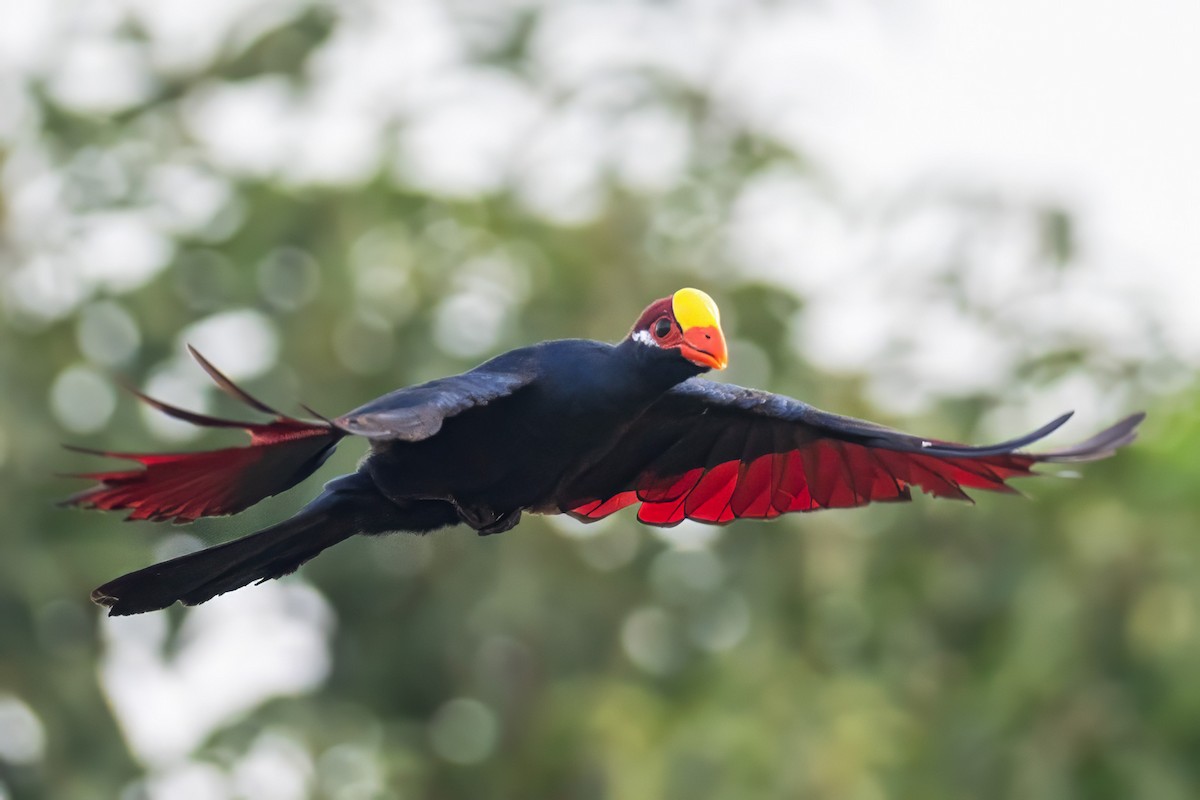 Violet Turaco - ML646137260
