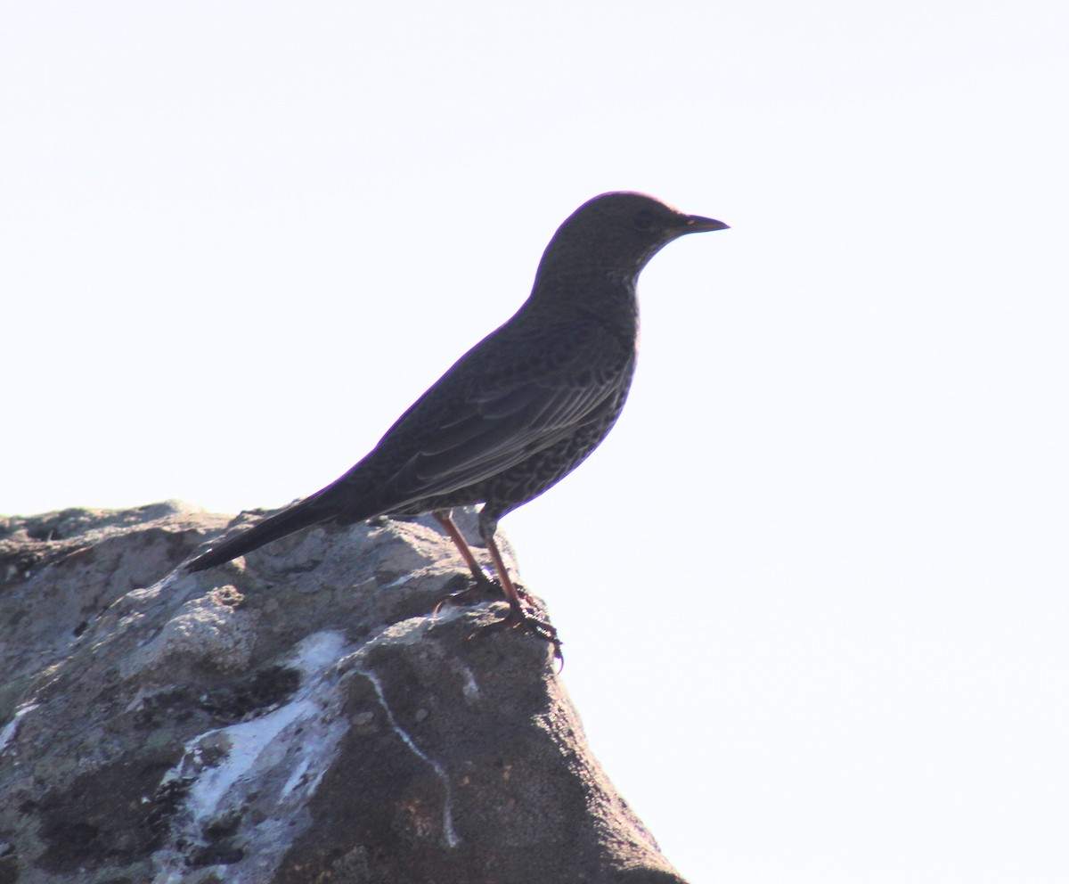 Ring Ouzel - ML646137261
