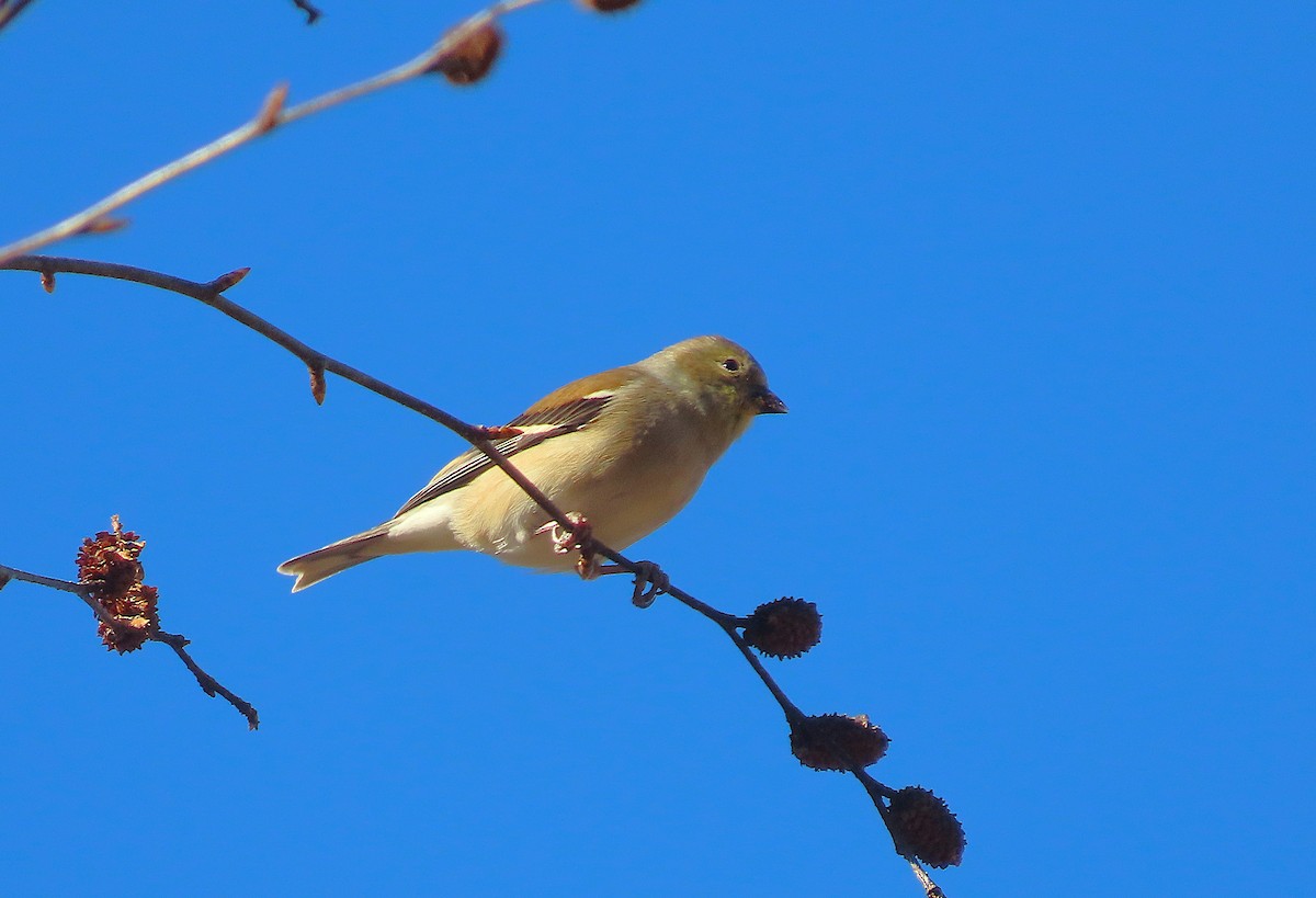 American Goldfinch - ML646137264