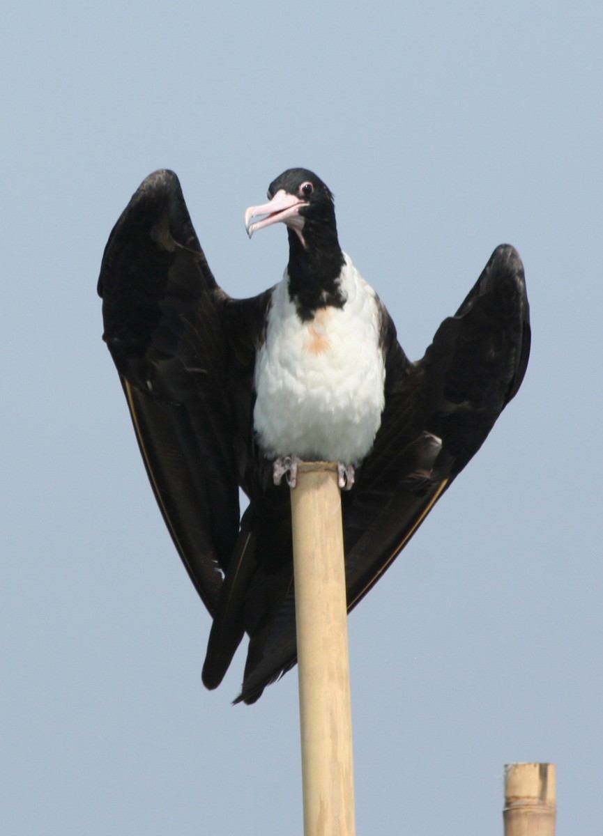 fregatka vánoční - ML646137277