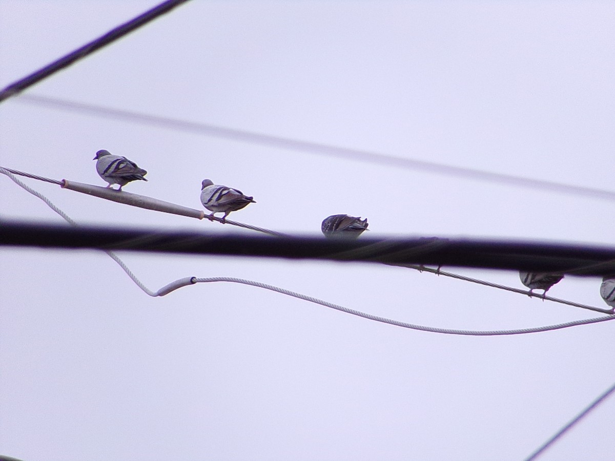 Paloma Bravía (variedad doméstica) - ML646137282