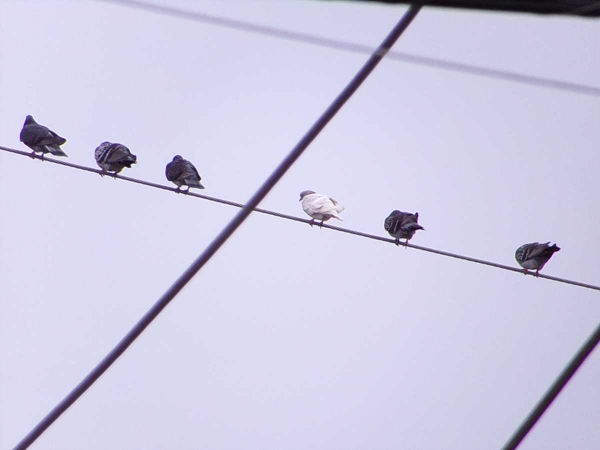 Paloma Bravía (variedad doméstica) - ML646137286