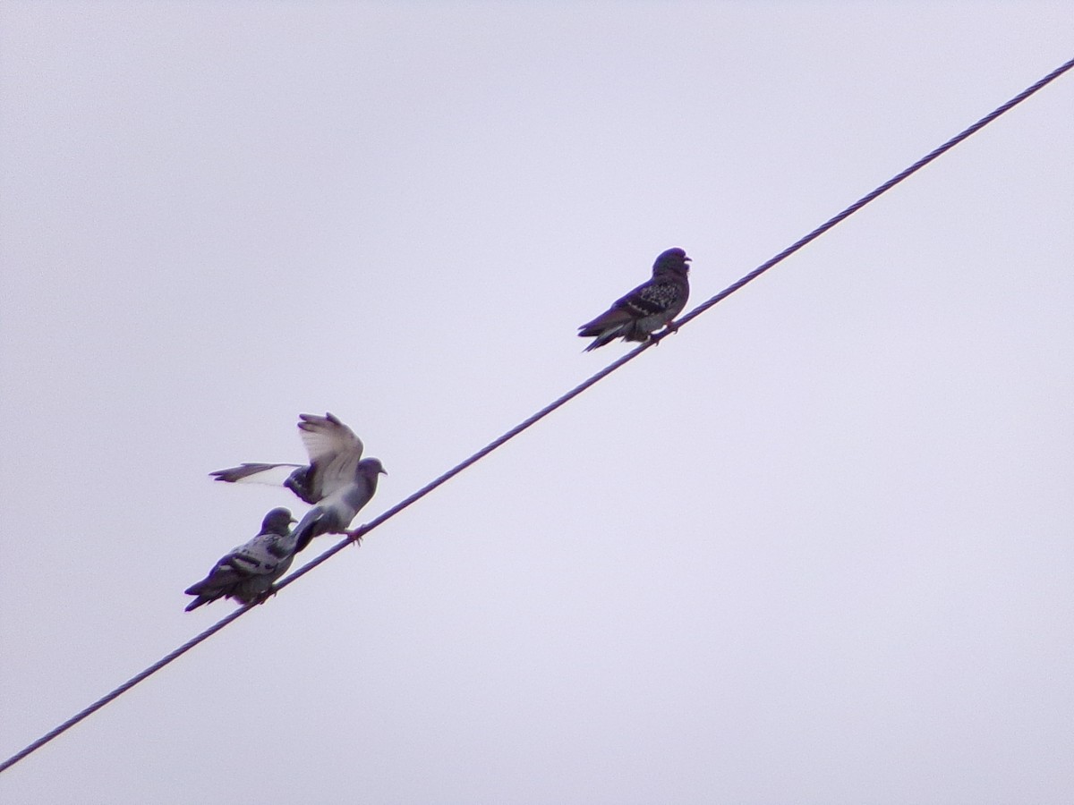 Paloma Bravía (variedad doméstica) - ML646137287