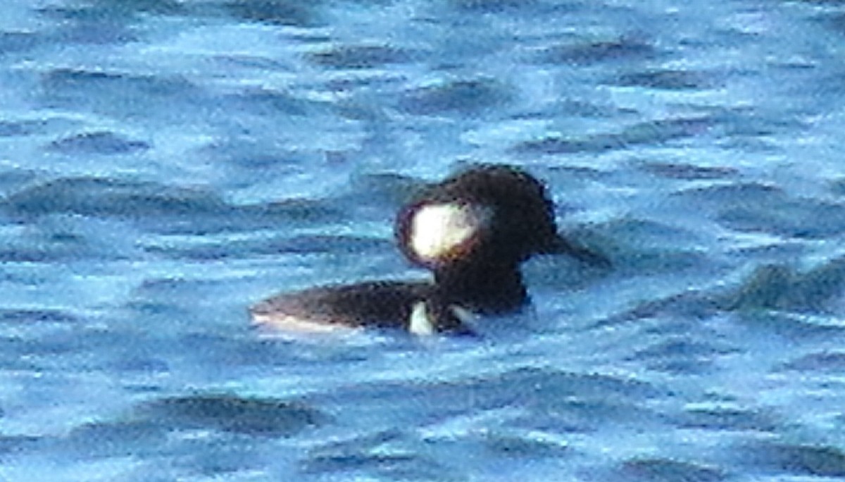 Kappensäger - ML646137288