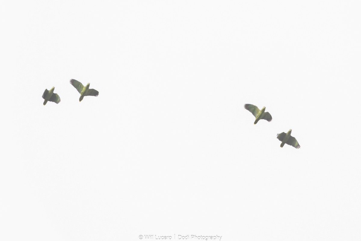 Scaly-naped Amazon - ML646137292