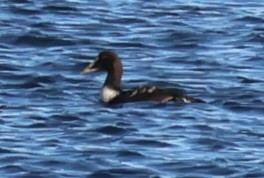 Common Eider - ML646137298