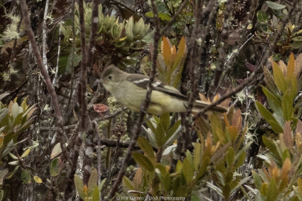 Sierran Elaenia - ML646137306