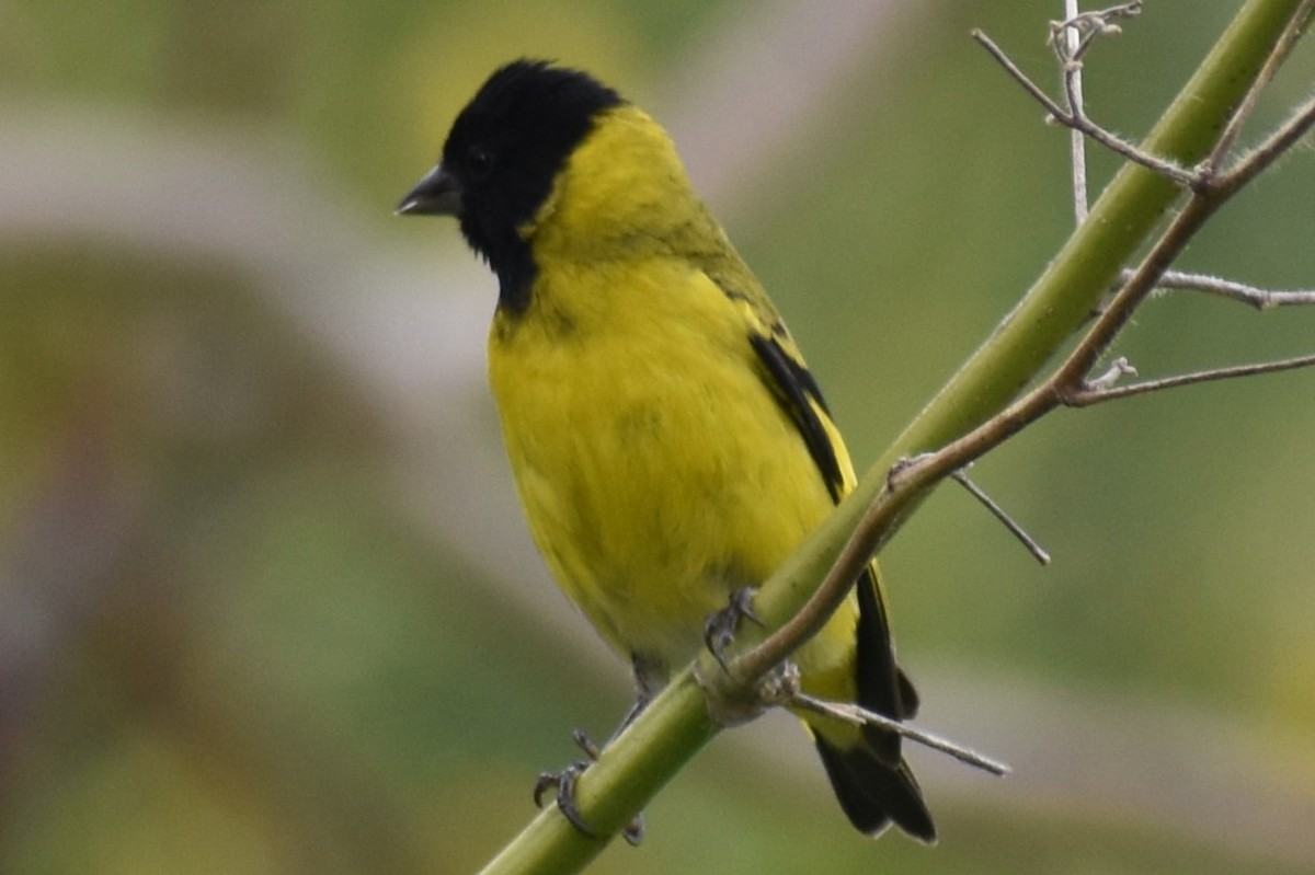 Hooded Siskin - ML646137311
